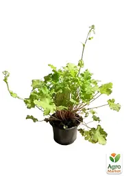 Саджанець Agro-Market Гейхера (Heuchera) Lime Marmalade С1 (висота 15-30см) (154084) - мініатюра 2