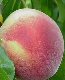 Саджанець Agro-Market Персик Ерлі Хрест (літній сорт, дуже ранній термін дозрівання) (25788) 1 шт. в упаковці - мініатюра 2