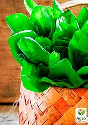 Насіння Agro-Market Щавель Товстолистий на вагу ціна за 6 г (22087) - мініатюра 2