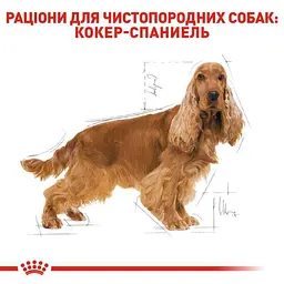 Сухий корм для дорослих собак породи Кокер спаніель Royal Canin Cocker Adult, 3 кг (3969030) - мініатюра 3