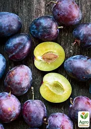 Саджанець Agro-Market Алича Ельдорадо (осінній сорт, пізній термін дозрівання) 1 шт. в упаковці (40002) - мініатюра 2