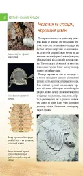 Енциклопедія для допитливих А5. Рептилії — жахливі й чудові - Андрій Гапченко - мініатюра 5