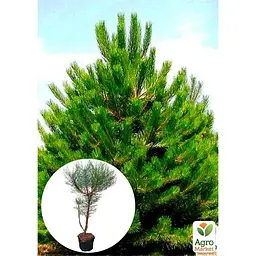 Саджанець Agro-Market Сосна звичайна 4-річна (Pinus sylvestris) С3, висота 50-70см (115782) - мініатюра 2