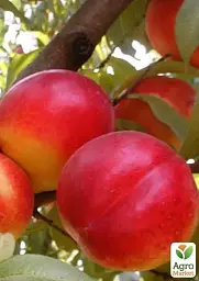 Саджанець Agro-Market Нектарин Кримчанин (лисий персик, літній сорт, пізній термін дозрівання) 1 шт. в упаковці (15919) - мініатюра 2
