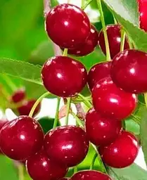 Саджанець Agro-Market Вишня Малятко (літній сорт, ранній термін дозрівання) (35795) 1 шт. в упаковці - мініатюра 4