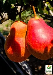 Саджанець Agro-Market Груша Генерал Тотлебен (зимовий сорт, пізній термін дозрівання) 1 шт. в упаковці (39878) - мініатюра 2