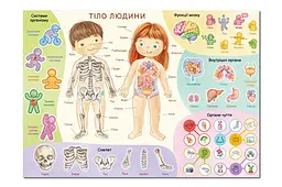 Навчальний постер з наклейками Тіло людини Dodo 300901 Різнокольоровий shop (4823115913456) - мініатюра 2