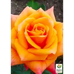 Саджанець Agro-Market Троянда чайно-гібридна Miracle (клас АА +) вищий сорт (38386) 1 шт. - мініатюра 2