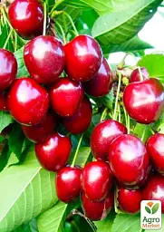 Саджанець Agro-Market Черешня Простір (літній сорт, середній термін дозрівання) 1 шт. в упаковці (25913) - мініатюра 3