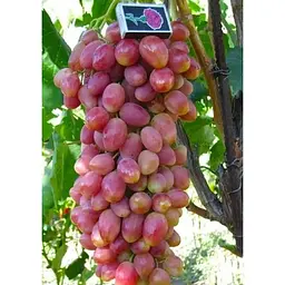 Саджанець Agro-Market Виноград Анжеліка (Ксенія) 1 шт. в упаковці (20083) - мініатюра 4