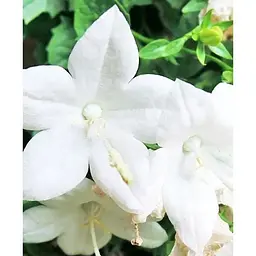 Цибулина Agro-Market Кампанула квітуча Isophylla Atlanta White (178711) 1 шт. - мініатюра 4