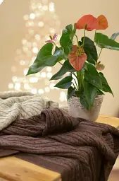 Плед Прованс Soft Коси 240х220 см лате (13907) - мініатюра 4