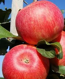 Саджанець Agro-Market Яблуня Бені Шогун (зимовий сорт, пізній термін дозрівання) (25745) 1 шт. в упаковці - мініатюра 3