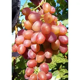 Саджанець Agro-Market Виноград Симпатія (середній термін дозрівання, стабільний високий урожай - понад 6 кг з одного куща) 1 шт. в упаковці (36287) - мініатюра 3