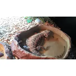 Миска для води або купання Repti-Zoo L 28x22x6 см керамічна (ERB09L) - мініатюра 6