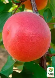 Саджанець Agro-Market Абрикос Робада (літній сорт, ранній термін дозрівання) 1 шт. в упаковці (39862) - мініатюра 5