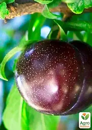 Саджанець Agro-Market Алича Блек Голд (літній сорт, середній термін дозрівання) 1 шт. в упаковці (40001) - мініатюра 2