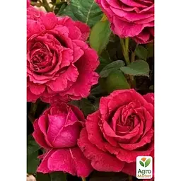Троянда флорибунда Agro-Market 4 вітрів Rose des 4 Vents саджанець класу АА+ вищий сорт 1 шт. в упаковці (181487) - мініатюра 3