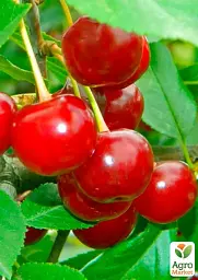 Саджанець Agro-Market Вишня повстяна Бажана 1 шт. в упаковці (177236) - мініатюра 2