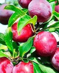 Саджанець Agro-Market Слива Оцарк Прем'єр (літній сорт, середньостиглий термін дозрівання) (25929) 1 шт. в упаковці - мініатюра 2