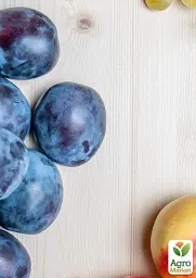 Саджанець Agro-Market Слива Кубанська рання (літній сорт, ранній термін дозрівання) 1 шт. в упаковці (37354) - мініатюра 3