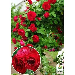 Саджанець Agro-Market Троянда плетиста Захід сонця (Sunset) (клас АА +) вищий сорт (15910) 1 шт. - мініатюра 2