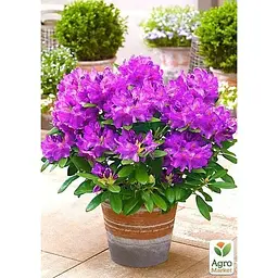 Саджанець Agro-Market Рододендрон темно-фіолетовий Лібрето (Libretto) (45484) 1 шт. в упаковці - мініатюра 4