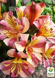 Саджанець Agro-Market Альстромерія inticancha Patio Bryce (вирощено in-vitro) С1,5 (153173) - мініатюра 3