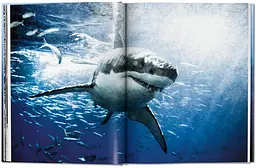 Michael Muller. Sharks - мініатюра 3
