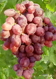 Саджанець Agro-Market Виноград Аристократ 1 шт. в пакуванні (25524) - мініатюра 2