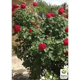 Троянда флорибунда Agro-Market 4 вітрів Rose des 4 Vents саджанець класу АА+ вищий сорт 1 шт. в упаковці (181487) - мініатюра 2