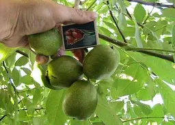 Саджанець Agro-Market Волоський горіх Ідеал (ранній термін дозрівання) 1 шт. в упаковці (26232) - мініатюра 7