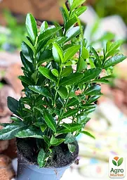 Саджанець Agro-Market Бересклет Японський Green Spire (50623) - мініатюра 3