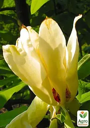 Саджанець Agro-Market Магнолія трипилюсткова Magnolia Tripetala (49492) - мініатюра 2
