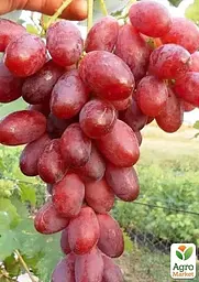 Саджанець Agro-Market Виноград кишмиш Подяка Полякам (ранньостигла, солодка, соковита ягода) 1 шт. в пакуванні (182246) - мініатюра 2