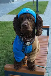 Шапка для собак Hat-Dog синя (L) - мініатюра 2