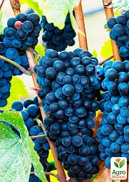 Саджанець Agro-Market Виноград Каберне (винний сорт, пізній термін дозрівання, один з найпопулярніших темних сортів) 1 шт. в пакуванні (44319) - мініатюра 2