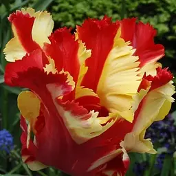 Тюльпан "Flaming Parrot" (186268) 2 шт