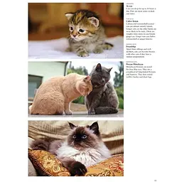Cats: A Celebration of Our Feline Friends - Фотопулос Джуліанна - мініатюра 2