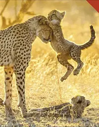 Born to be Wild. How Baby Animals Survive and Thrive - мініатюра 5