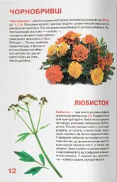 Велика книжка. Рослинний світ України - Олег Зав'язкин - мініатюра 5