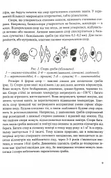 Гриби України. Довідник. Видання друге, перероблене та доповнене - Василь Козак - мініатюра 6