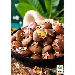 Саджанець Agro-Market Каштан їстівний Ліонський (48723) - мініатюра 2