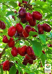 Саджанець Agro-Market Кизил Світлячок (середній термін дозрівання, один з найбільш великоплідних сортів) 1 шт. в пакуванні (35880) - мініатюра 2