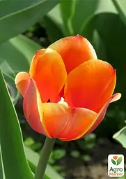 Тюльпан "Orange Breeze" 3 шт (16909) - мініатюра 3