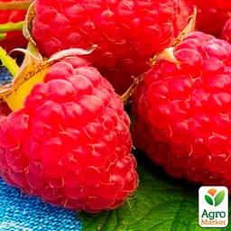 Малина Agro-Market "Версаль" (ранній термін дозрівання, високоврожайний та безшипий сорт) 1-річний саджанець (189532) 1 шт в упаковці