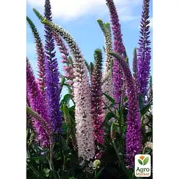 Саджанець Agro-Market Вероніка Колосиста Bubblegum Candles (99174) 1 шт. в упаковці - мініатюра 2