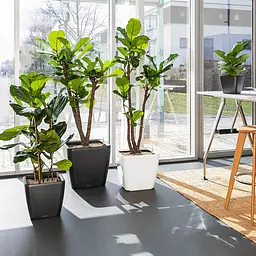 Вазон Lechuza Quadro Premium LS, 32 л, білий (16180) - мініатюра 8