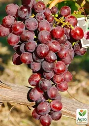 Саджанець Agro-Market Виноград Зоря Несветая (ранній термін дозрівання) 1 шт. в пакуванні (44456) - мініатюра 3