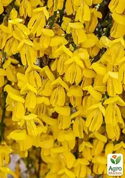 Саджанець Agro-Market Рокитник Golden Sunlight (цитісус) вазон С3 (181558) - мініатюра 7